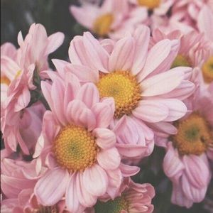 Meet your Posher, Julia